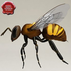 Wasp