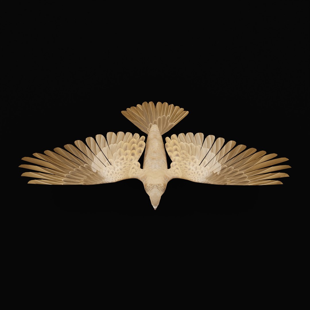European Turtle Dove Bird 3D https://p.turbosquid.com/ts-thumb/7W/Ryocvn/6P/euturtledoverig_0005/jpg/1759902700/1920x1080/fit_q87/71a45b16d122421711d73986c88869318d3d343b/euturtledoverig_0005.jpg