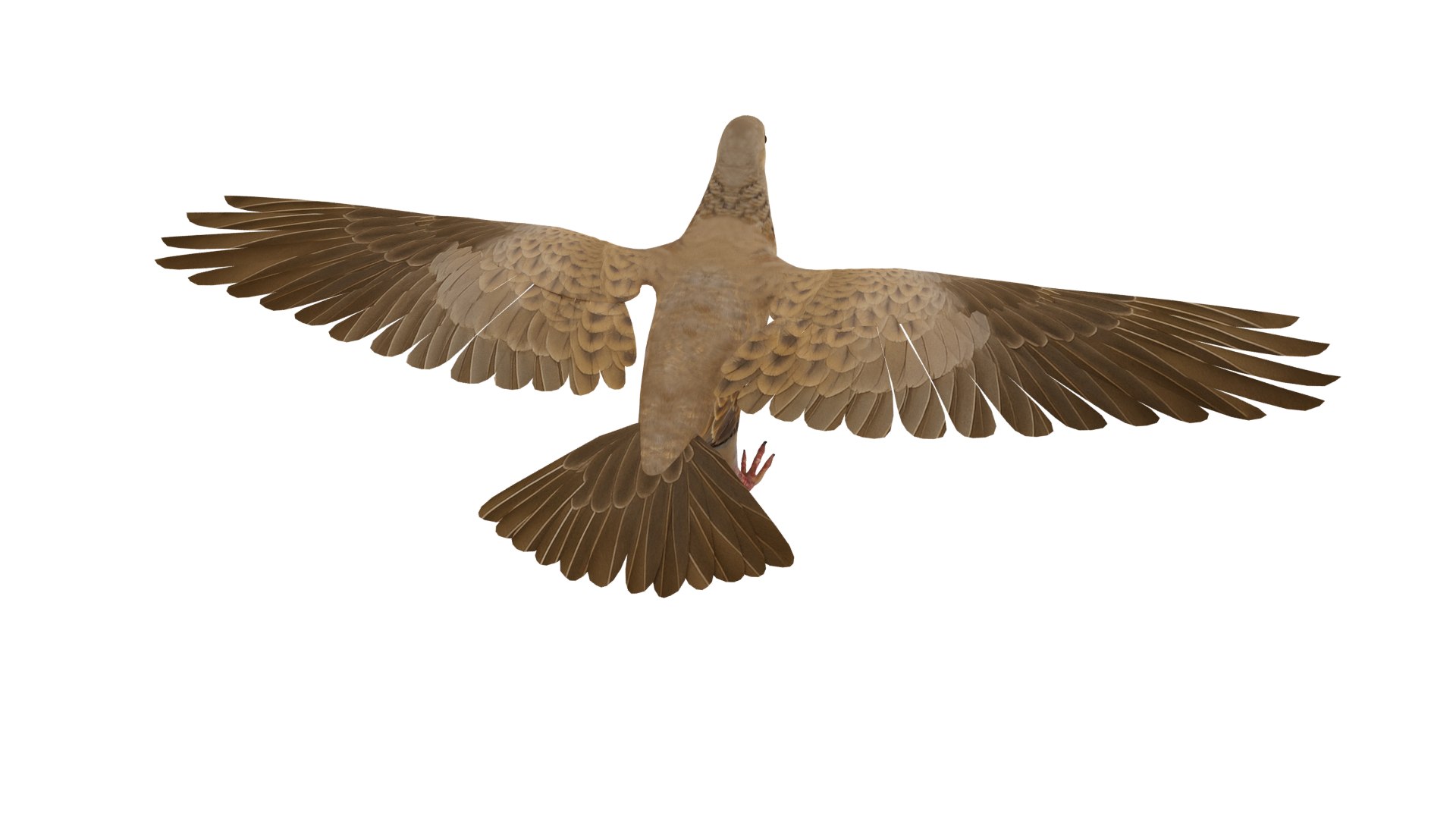 European Turtle Dove Bird 3D https://p.turbosquid.com/ts-thumb/7W/Ryocvn/70/european_turtle_dove_bird_1/png/1759902691/1920x1080/fit_q87/4566d41e0bdc84858cd35d1e7c9fb21d82bd7253/european_turtle_dove_bird_1.jpg