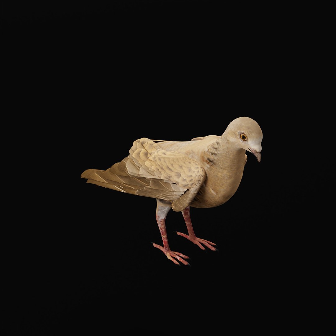 European Turtle Dove Bird 3D https://p.turbosquid.com/ts-thumb/7W/Ryocvn/BN/euturtledoverig_0003/jpg/1759902700/1920x1080/fit_q87/2974e254d338d8f291e2d0ebd13581b9f53e627c/euturtledoverig_0003.jpg