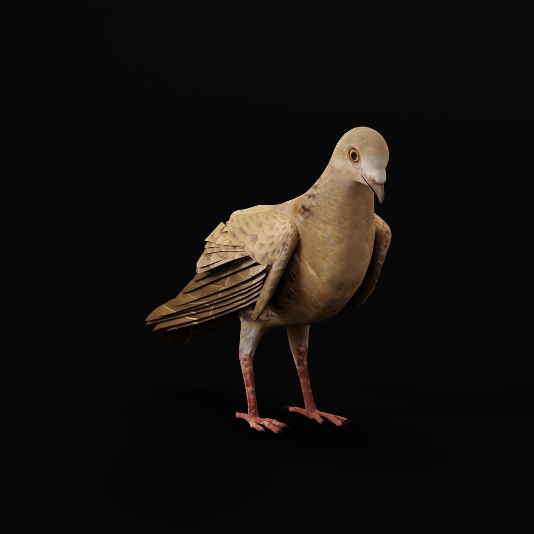 European Turtle Dove Bird 3D https://p.turbosquid.com/ts-thumb/7W/Ryocvn/GD/euturtledoverig_0002/jpg/1759902698/1920x1080/fit_q87/fdb53958105af10193809959c4337112e5e20e90/euturtledoverig_0002.jpg