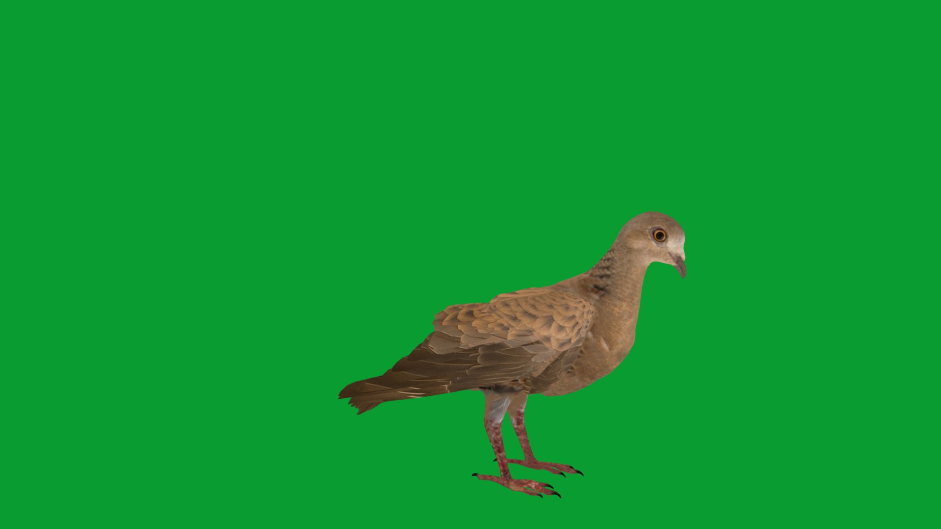 European Turtle Dove Bird 3D https://p.turbosquid.com/ts-thumb/7W/Ryocvn/Gg/european_turtle_dove10/png/1759902674/1920x1080/fit_q87/f10270520a702f37a11a6cdedb4c98d25a4fbee7/european_turtle_dove10.jpg