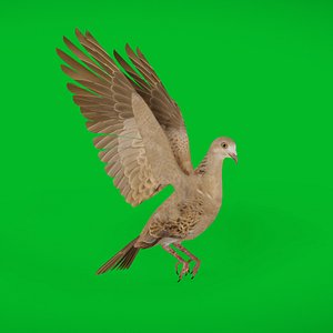 European Turtle Dove Bird