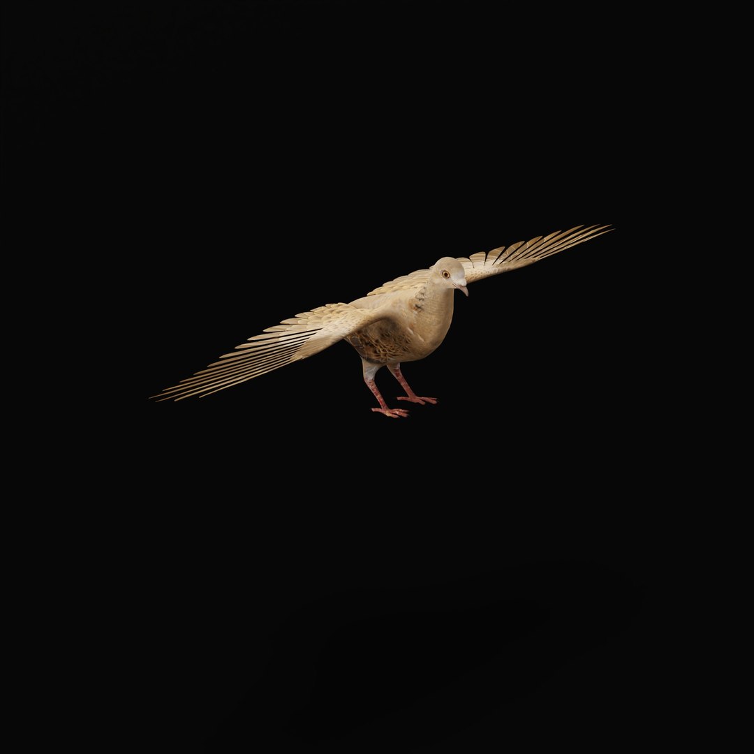 European Turtle Dove Bird 3D https://p.turbosquid.com/ts-thumb/7W/Ryocvn/XI/euturtledoverig_0004/jpg/1759902699/1920x1080/fit_q87/a2a7244784c252f859341e1b8f10c1ff430edc1f/euturtledoverig_0004.jpg