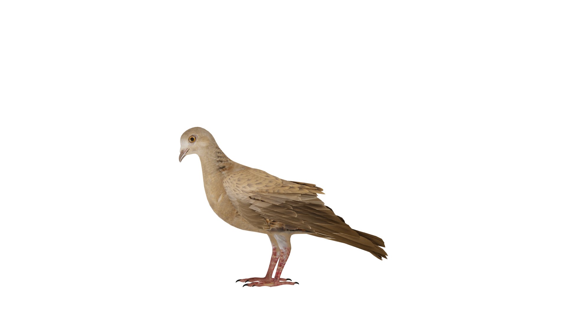 European Turtle Dove Bird 3D https://p.turbosquid.com/ts-thumb/7W/Ryocvn/YV/european_turtle_dove_bird_4/png/1759902696/1920x1080/fit_q87/2d17bedfb4496241a9869eb8dbb0d0baab0c9b05/european_turtle_dove_bird_4.jpg