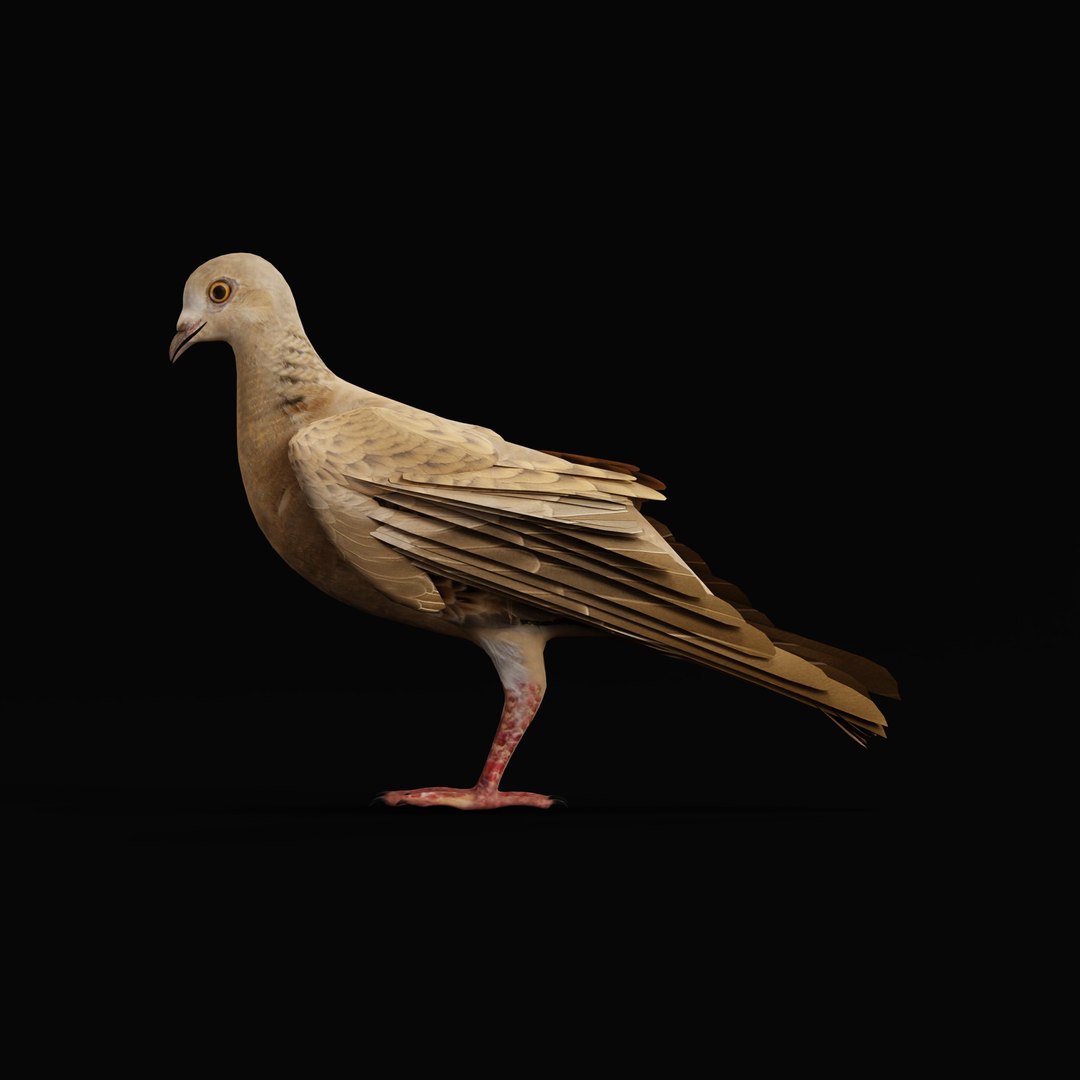 European Turtle Dove Bird 3D https://p.turbosquid.com/ts-thumb/7W/Ryocvn/m4/euturtledoverig_0000/jpg/1759902696/1920x1080/fit_q87/9ace1832ac2812a083918520f48e5923c095453c/euturtledoverig_0000.jpg
