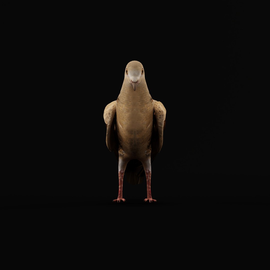 European Turtle Dove Bird 3D https://p.turbosquid.com/ts-thumb/7W/Ryocvn/qS/euturtledoverig_0001/jpg/1759902697/1920x1080/fit_q87/e05ad80dc611cb72ff473555980006ec1696542e/euturtledoverig_0001.jpg