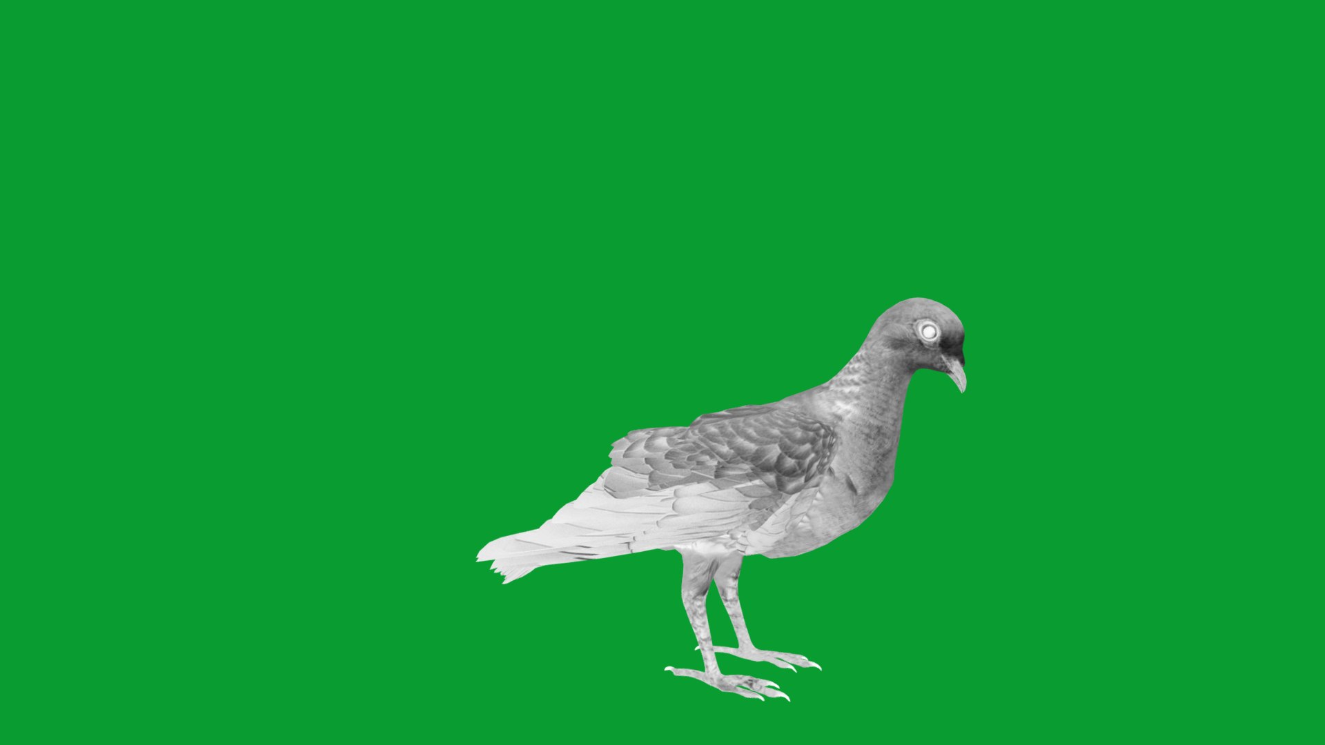 European Turtle Dove Bird 3D https://p.turbosquid.com/ts-thumb/7W/Ryocvn/rw/european_turtle_dove14/png/1759902680/1920x1080/fit_q87/e99a4cbbe2ee2482e01c0ba4e46821464c6f927c/european_turtle_dove14.jpg