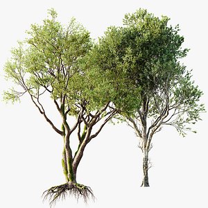 AV Fagus Grandifolia and Angel Oak Live Tree