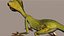 Lizard