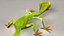 Lizard