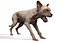 Old Furious Dog Pack