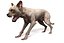 Old Furious Dog Pack