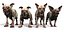 Old Furious Dog Pack