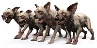 Old Furious Dog Pack