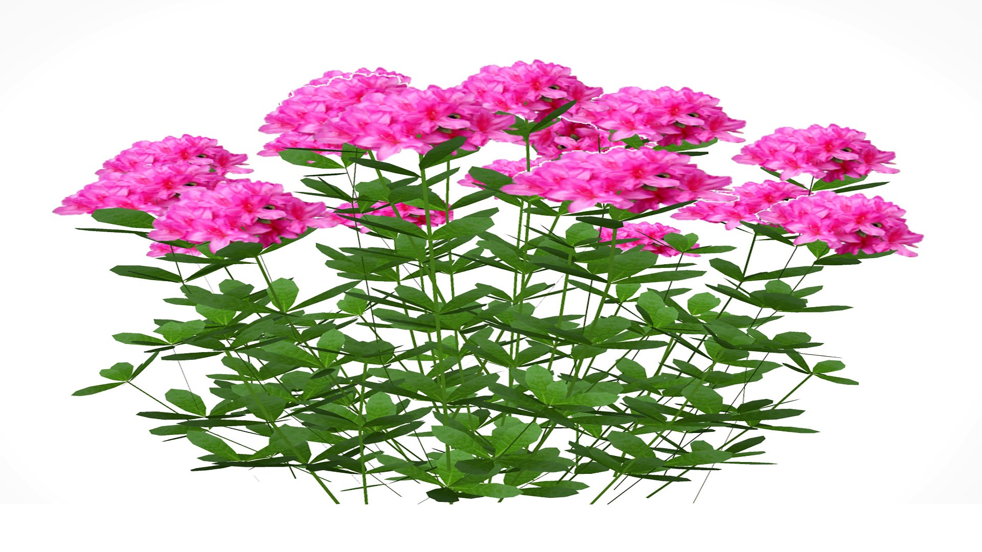 Azalea Pink 3D Model - TurboSquid 2401785