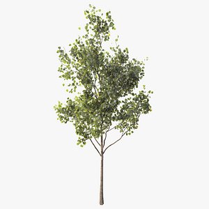 Young Tree - PBR Textures 3D