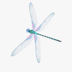 3D model Dragonfly