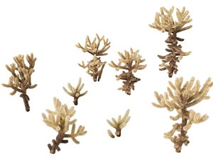 HighpolyLow Poly - Cylindropuntia bigelovii - the teddy-bear cholla