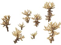 HighpolyLow Poly - Cylindropuntia bigelovii - the teddy-bear cholla