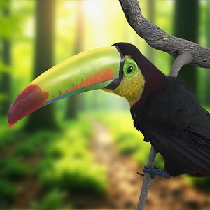 Keel Billed Toucan Fur Rigged 3D