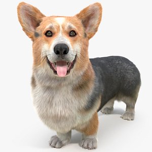 Tricolor Welsh Corgi Pembroke Standing Pose Fur for Maya