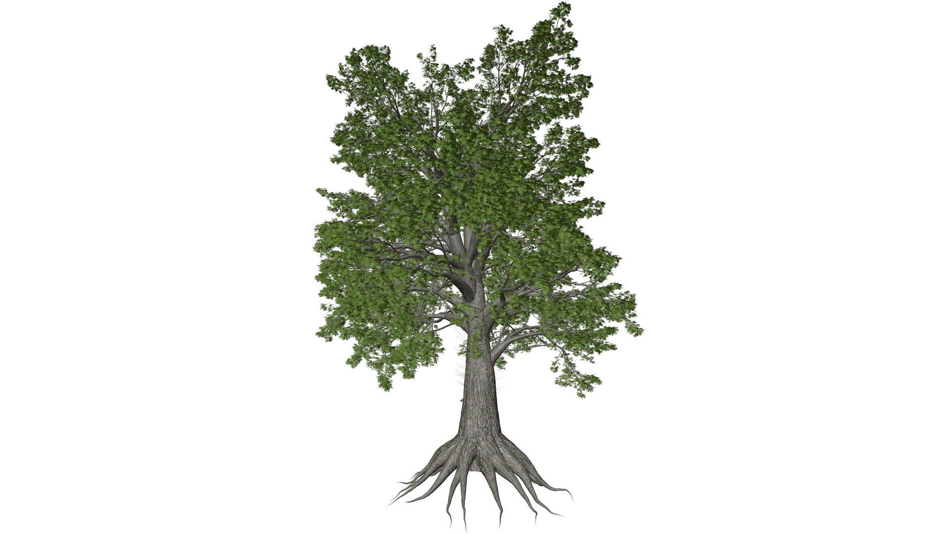 3D model Sassafras Tree Collection https://p.turbosquid.com/ts-thumb/7X/VBY8PQ/fp/sassafras_05_030/png/1779591615/1920x1080/fit_q87/0bda21ab93f9c9c7800945eba404fc0cf0bdb1f7/sassafras_05_030.jpg