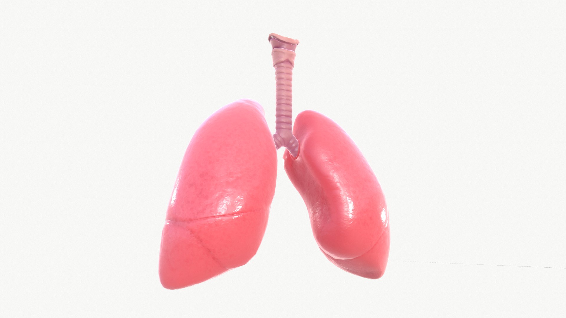 anatomy organ lungs model https://p.turbosquid.com/ts-thumb/7X/YUsytT/1Ujc3aHg/screenshot005/png/1579281121/1920x1080/fit_q87/154d35121af64cd1b094391561ad21c0a0af326f/screenshot005.jpg