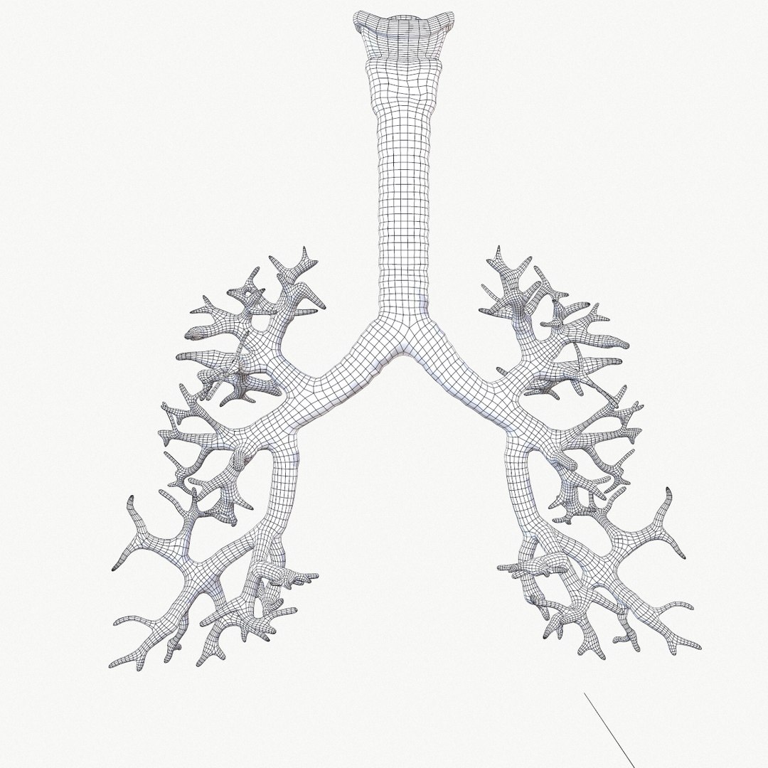anatomy organ lungs model https://p.turbosquid.com/ts-thumb/7X/YUsytT/3esO1siA/screenshot016/png/1579281121/1920x1080/fit_q87/3b6244d5b3562aef7f243c3cdd67e990c24b0e74/screenshot016.jpg