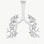 Respiratory System