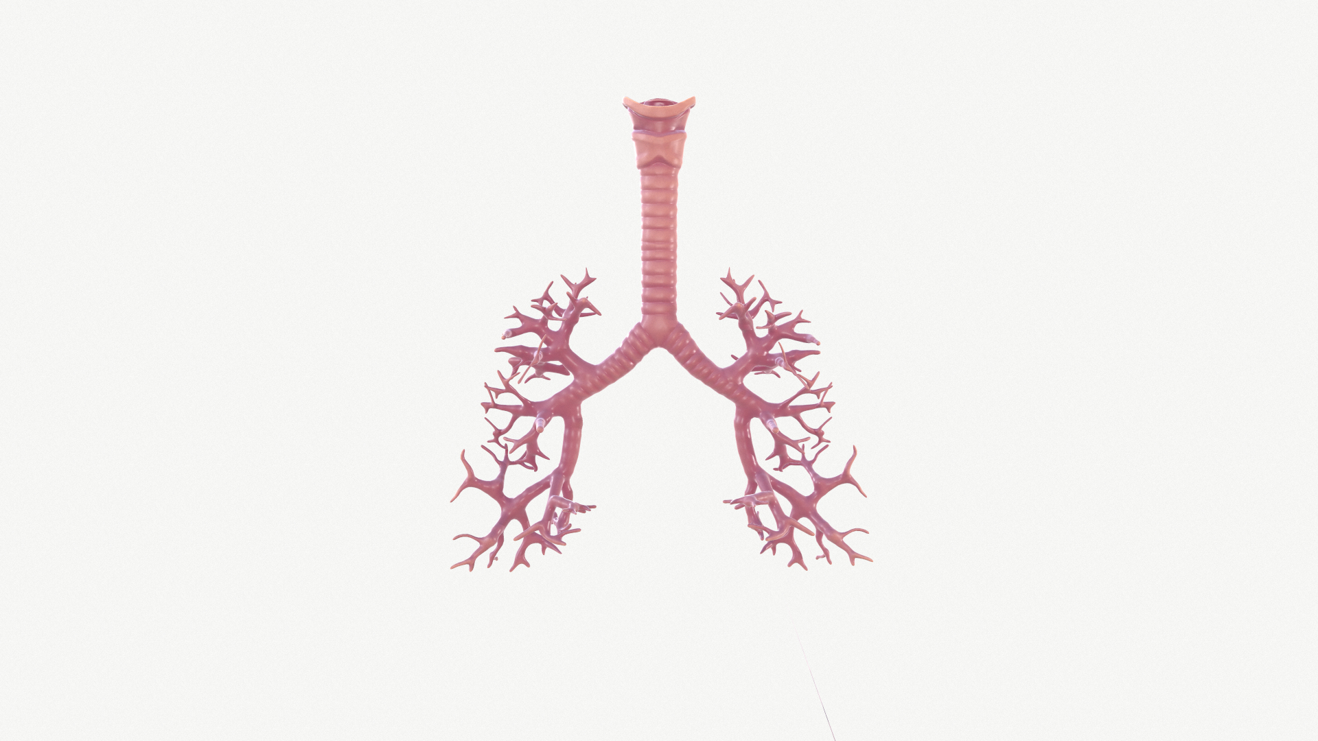 anatomy organ lungs model https://p.turbosquid.com/ts-thumb/7X/YUsytT/6pJAmDmY/1/png/1579282604/1920x1080/turn_fit_q99/6b95a04861a1248282ee96529c420bda26612dce/1-1.jpg