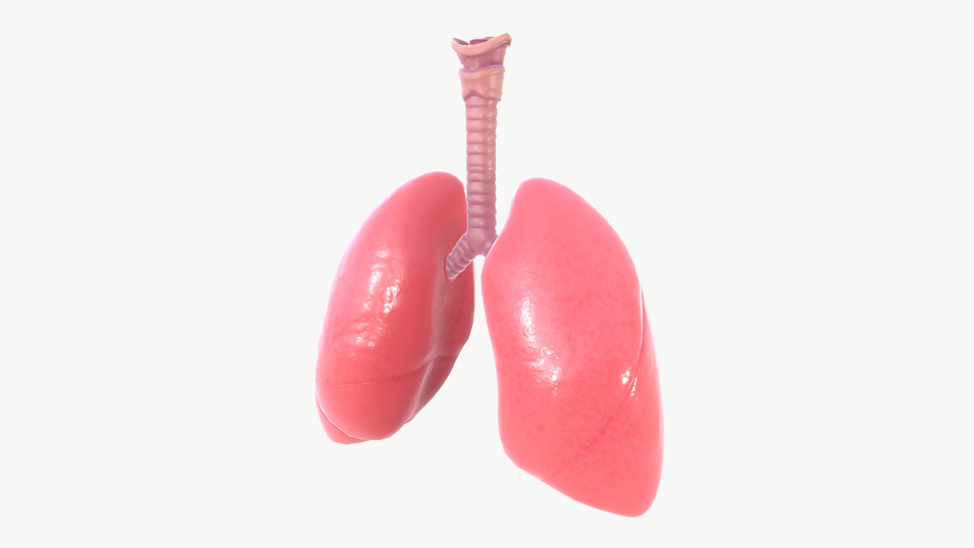 anatomy organ lungs model https://p.turbosquid.com/ts-thumb/7X/YUsytT/8tW3sWlk/screenshot003/png/1579281121/1920x1080/fit_q87/dfbf4f0fe9fd0a16a93f509b8589770655f19560/screenshot003.jpg
