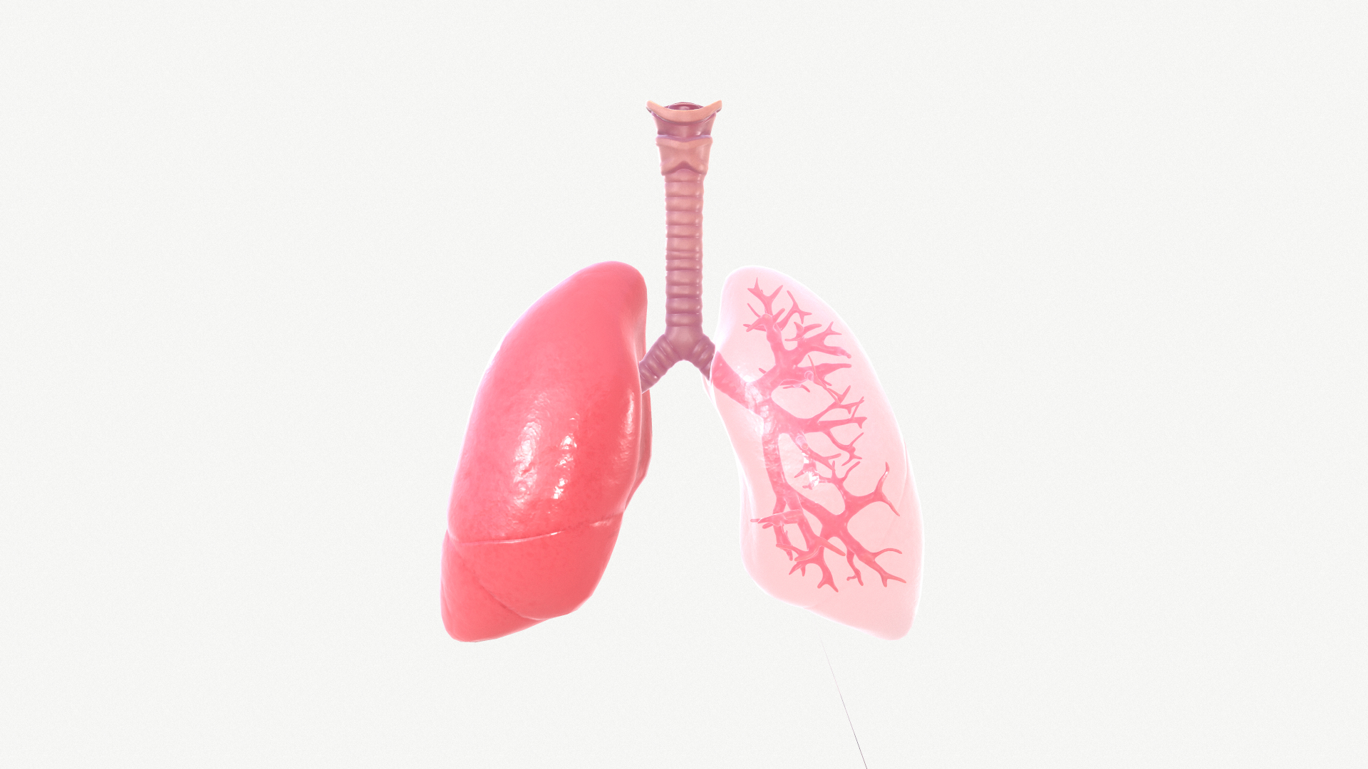 anatomy organ lungs model https://p.turbosquid.com/ts-thumb/7X/YUsytT/DXYWNpDP/1/png/1579281141/1920x1080/turn_fit_q99/7254cec8aca385b949b8f6173857a9b317776315/1-1.jpg