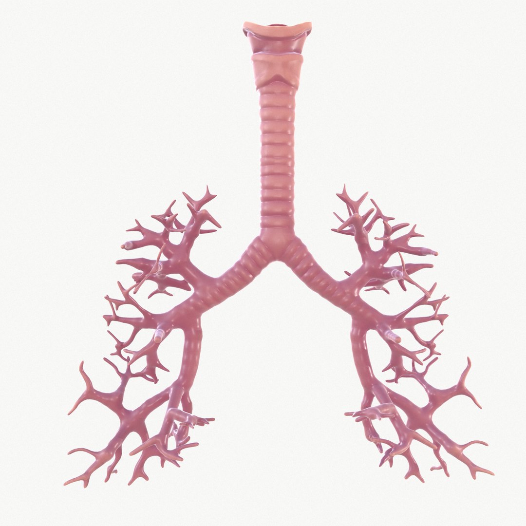 anatomy organ lungs model https://p.turbosquid.com/ts-thumb/7X/YUsytT/EkBzQ9ZT/screenshot019/png/1579281648/1920x1080/fit_q87/5d81f22fed3354204312eac3e8368a7392c8a15d/screenshot019.jpg