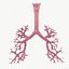 Respiratory System