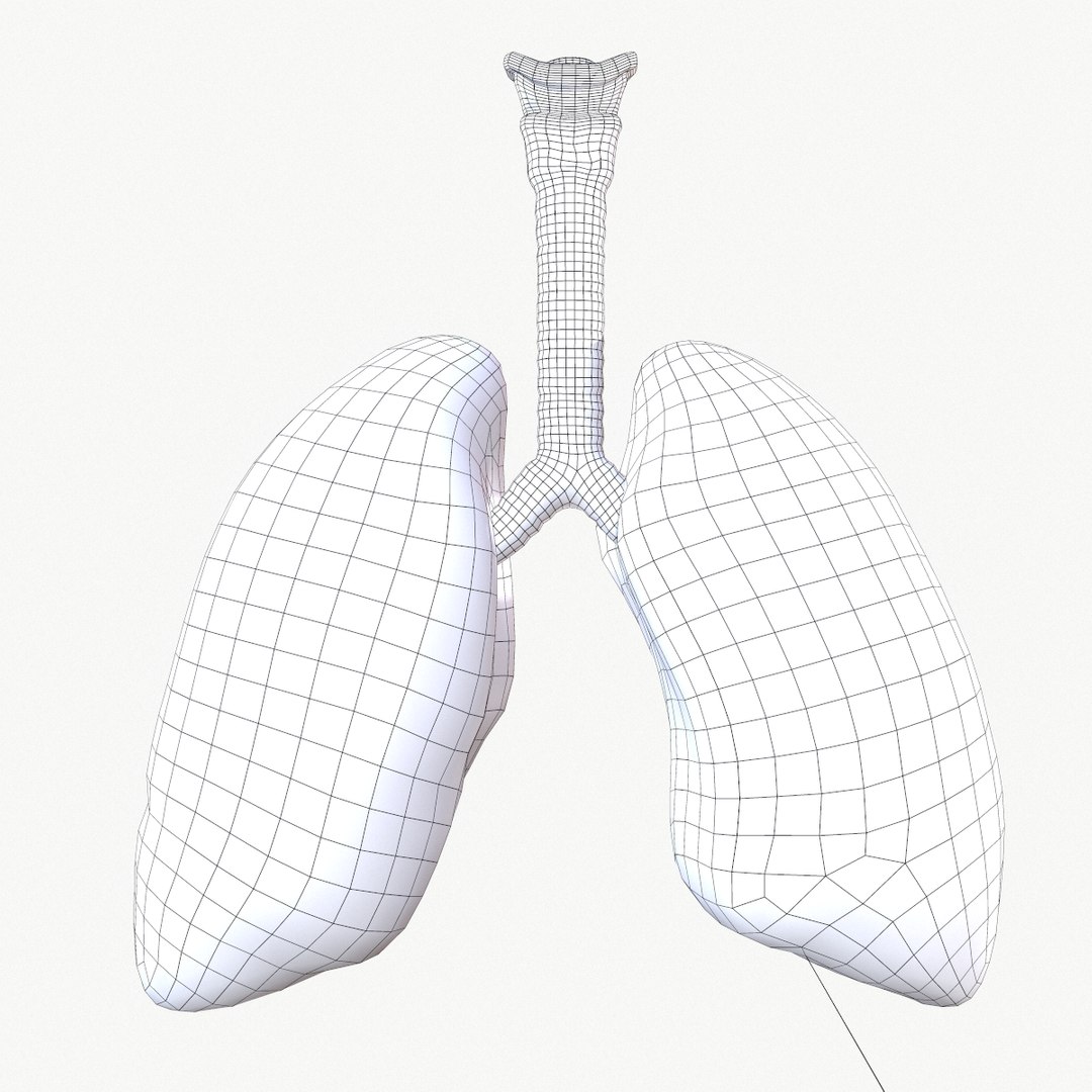 anatomy organ lungs model https://p.turbosquid.com/ts-thumb/7X/YUsytT/K5BlmVxd/screenshot015/png/1579281121/1920x1080/fit_q87/f34e10d1b60097287d78c582c574b753f4627d77/screenshot015.jpg