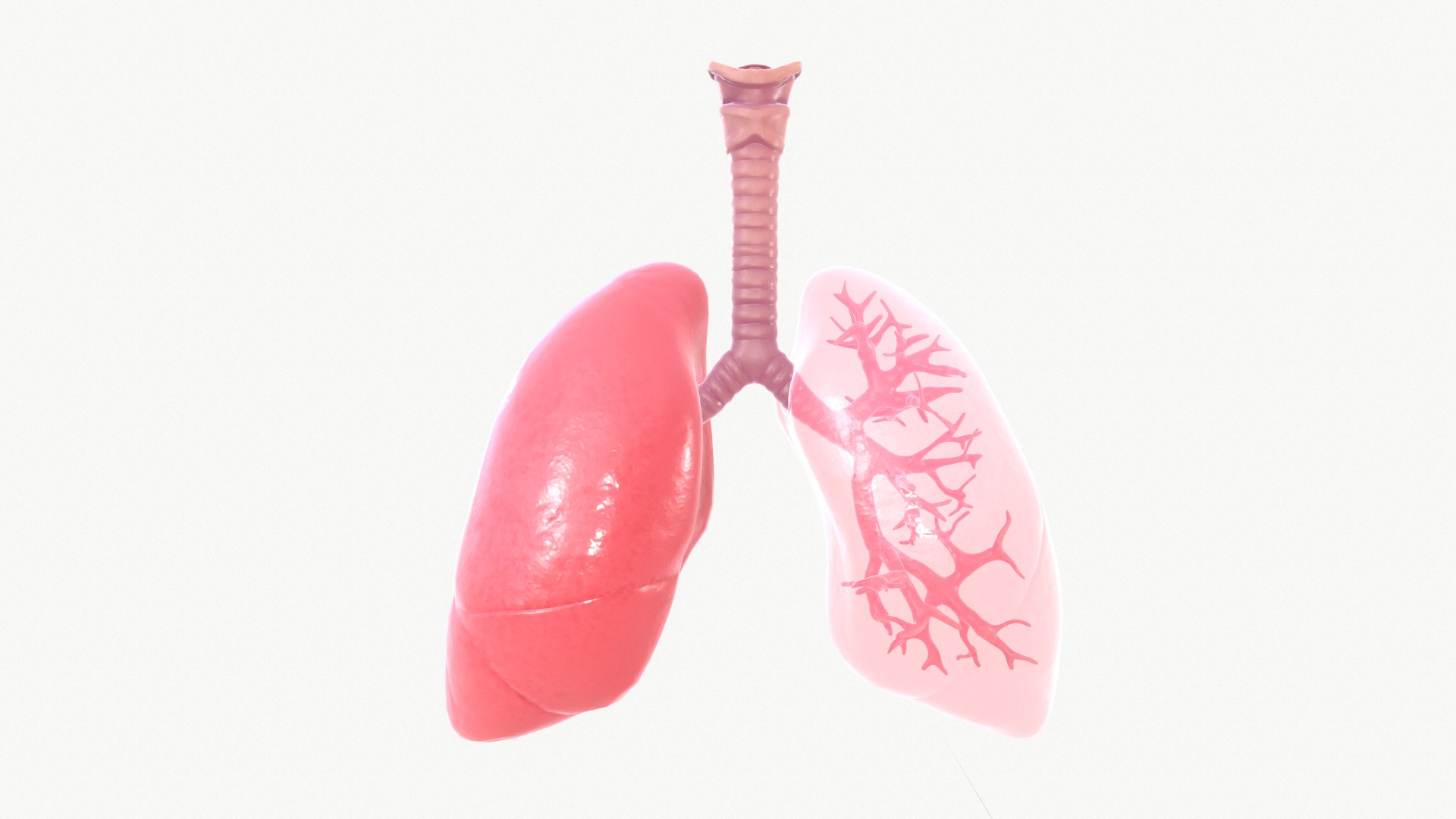 anatomy organ lungs model https://p.turbosquid.com/ts-thumb/7X/YUsytT/OpTvYigf/2/png/1579281121/1920x1080/fit_q87/bbb9e8ce0bddd53ff2106946822730702d3f24cc/2.jpg