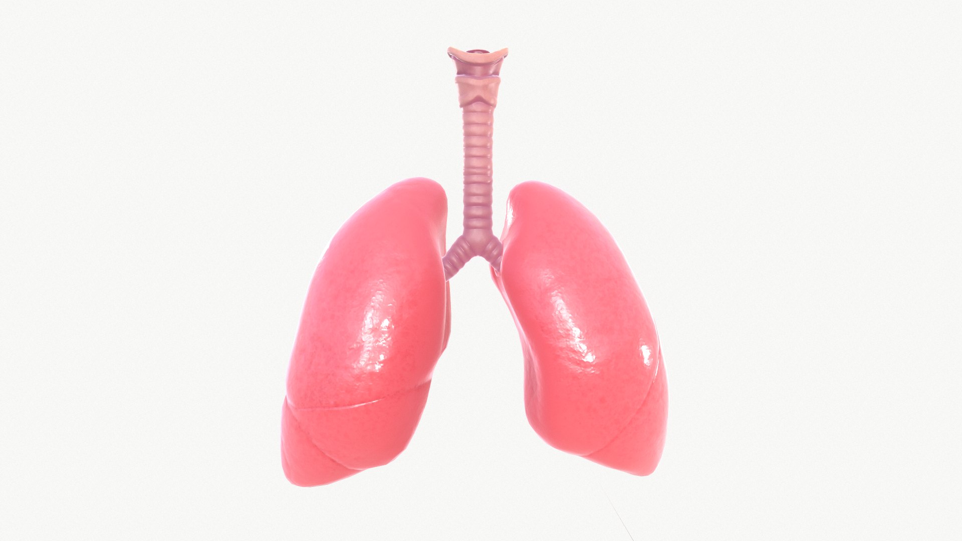 anatomy organ lungs model https://p.turbosquid.com/ts-thumb/7X/YUsytT/Z5jZxLif/screenshot000/png/1579281121/1920x1080/fit_q87/96fbe0286ae59a2159eb2152ee9dbd484a2542d8/screenshot000.jpg