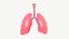 Respiratory System