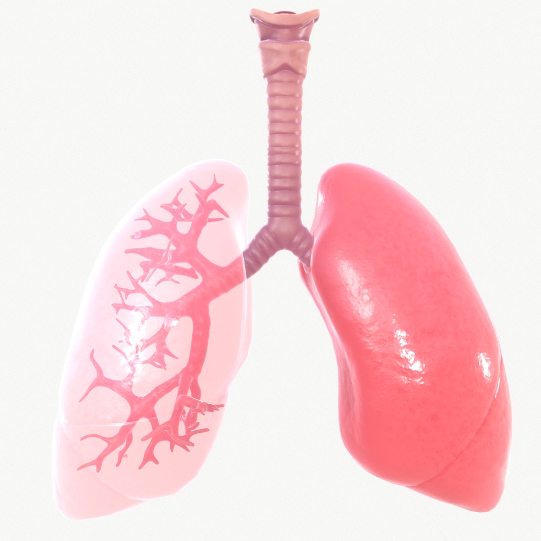 anatomy organ lungs model https://p.turbosquid.com/ts-thumb/7X/YUsytT/bFvg639f/screenshot018/png/1579281330/1920x1080/fit_q87/468435990853ea952070f0311c9d455798bdb1a2/screenshot018.jpg