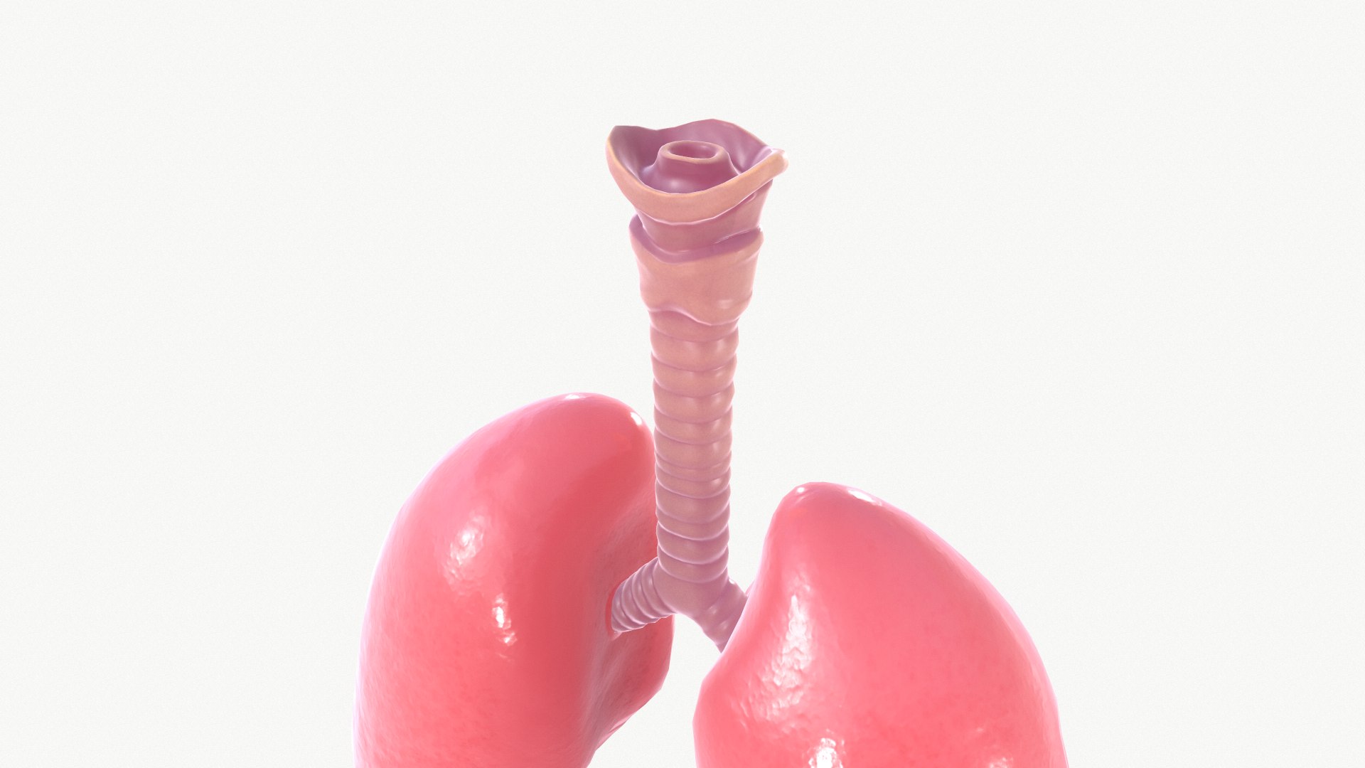anatomy organ lungs model https://p.turbosquid.com/ts-thumb/7X/YUsytT/cpBpUlnc/screenshot010/png/1579281121/1920x1080/fit_q87/6d9df6f50f6a4edeb3522c84083690475e056151/screenshot010.jpg