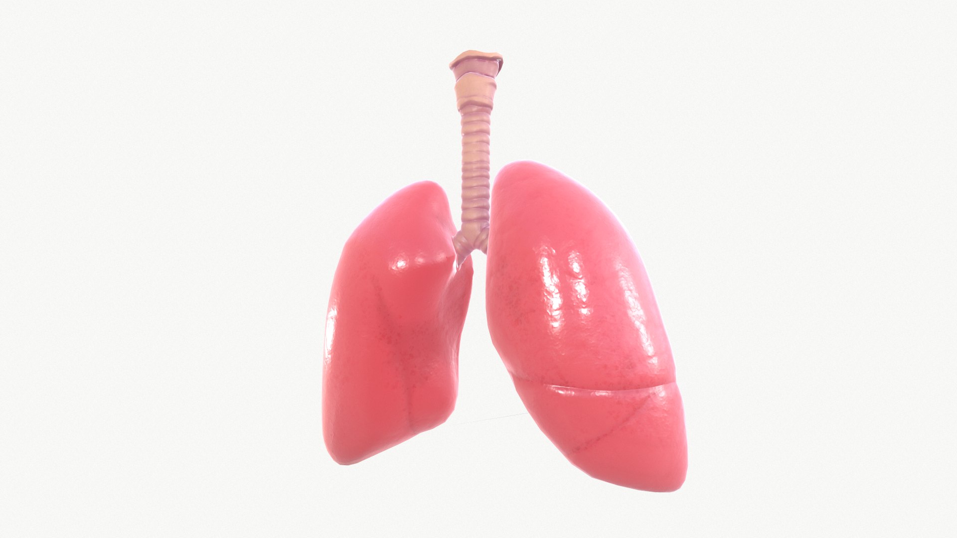 anatomy organ lungs model https://p.turbosquid.com/ts-thumb/7X/YUsytT/dlYsQjdA/screenshot006/png/1579281121/1920x1080/fit_q87/681134c16ac89cb5bd21aff5db0dd4b5a2879497/screenshot006.jpg