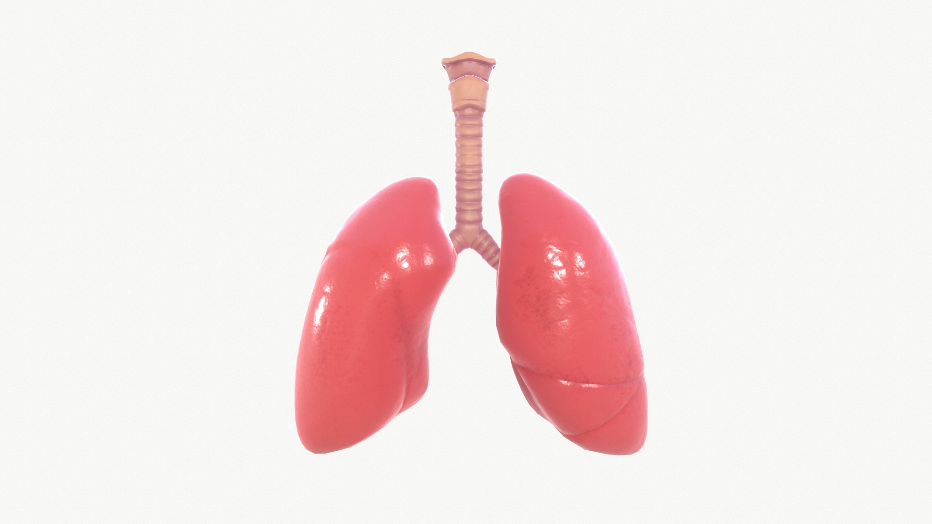 anatomy organ lungs model https://p.turbosquid.com/ts-thumb/7X/YUsytT/mVmCtr66/screenshot001/png/1579281121/1920x1080/fit_q87/13e7518a0cc5b86c2d0a93be28118b094e7b30c6/screenshot001.jpg