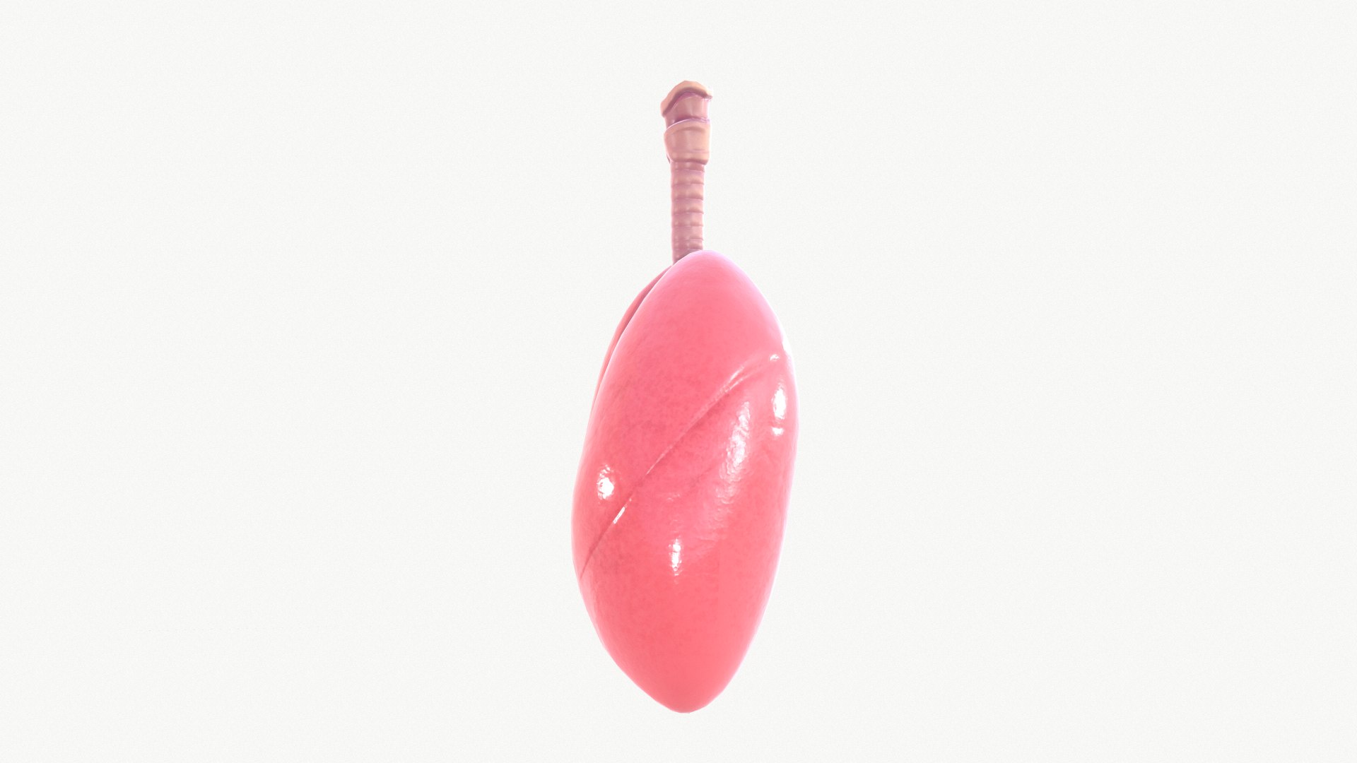 anatomy organ lungs model https://p.turbosquid.com/ts-thumb/7X/YUsytT/qWnqzvWx/screenshot008/png/1579281121/1920x1080/fit_q87/e670bce4302b70b6a5293e94ec139cb46150e7b3/screenshot008.jpg