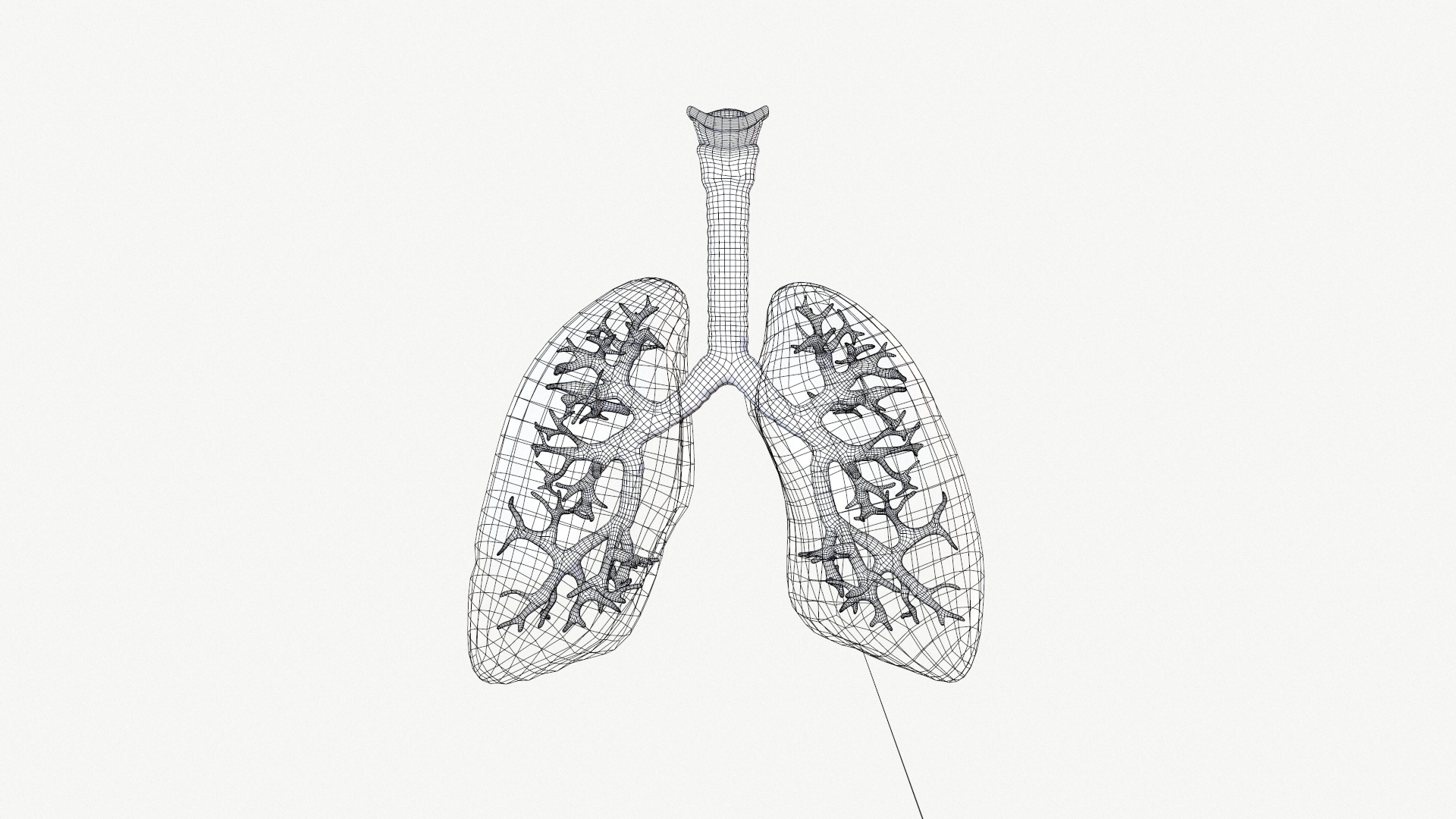 anatomy organ lungs model https://p.turbosquid.com/ts-thumb/7X/YUsytT/ssaJKYI3/1/png/1579281173/1920x1080/turn_fit_q99/df577a6a6eb8a1b732e5b4e094df2a22c081c7e2/1-1.jpg