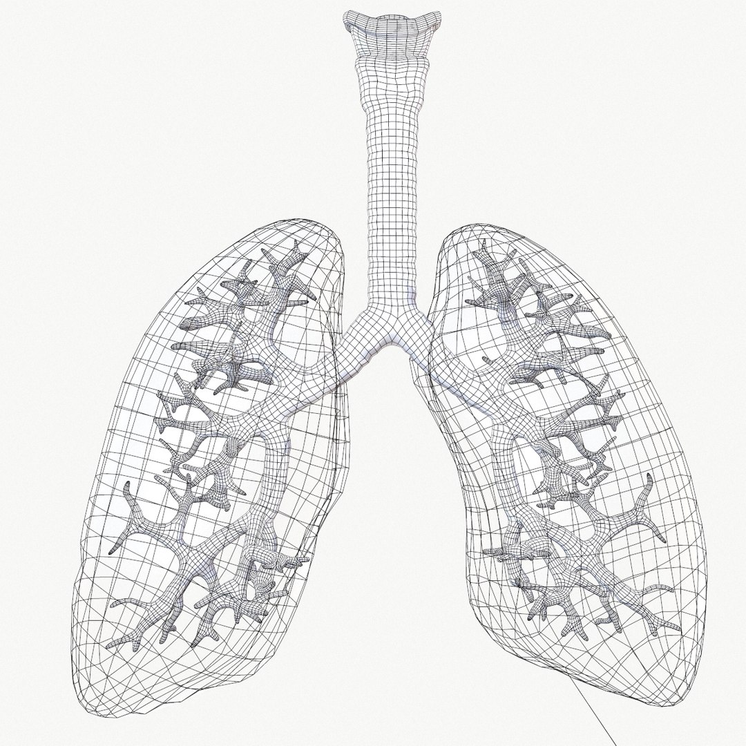 anatomy organ lungs model https://p.turbosquid.com/ts-thumb/7X/YUsytT/tPJSVG72/screenshot017/png/1579281121/1920x1080/fit_q87/63521d707e2b14976519a538eb3fafc399cb24c6/screenshot017.jpg