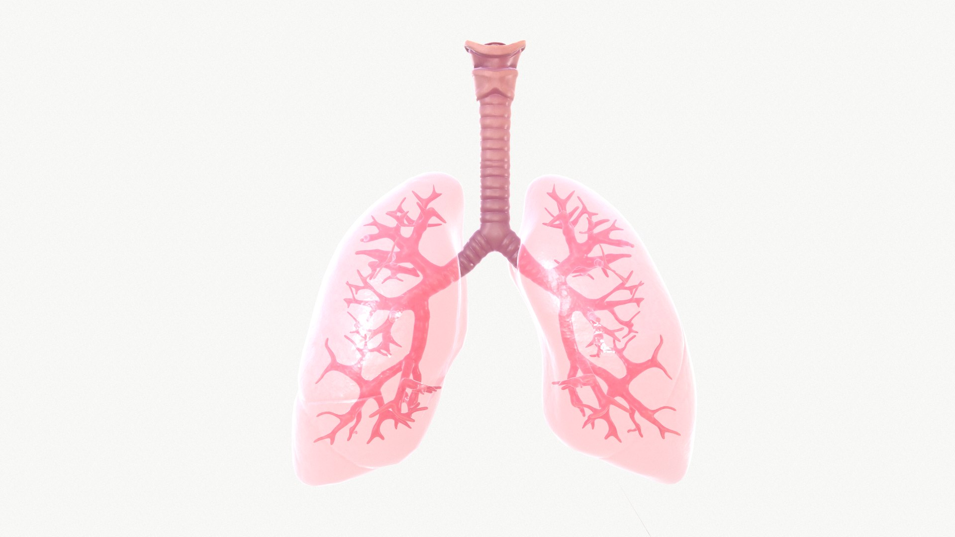 anatomy organ lungs model https://p.turbosquid.com/ts-thumb/7X/YUsytT/u7gHsdFD/3/png/1579281121/1920x1080/fit_q87/e798de527600850c2121dc9698d7be9a3ef08fa3/3.jpg