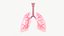 Respiratory System
