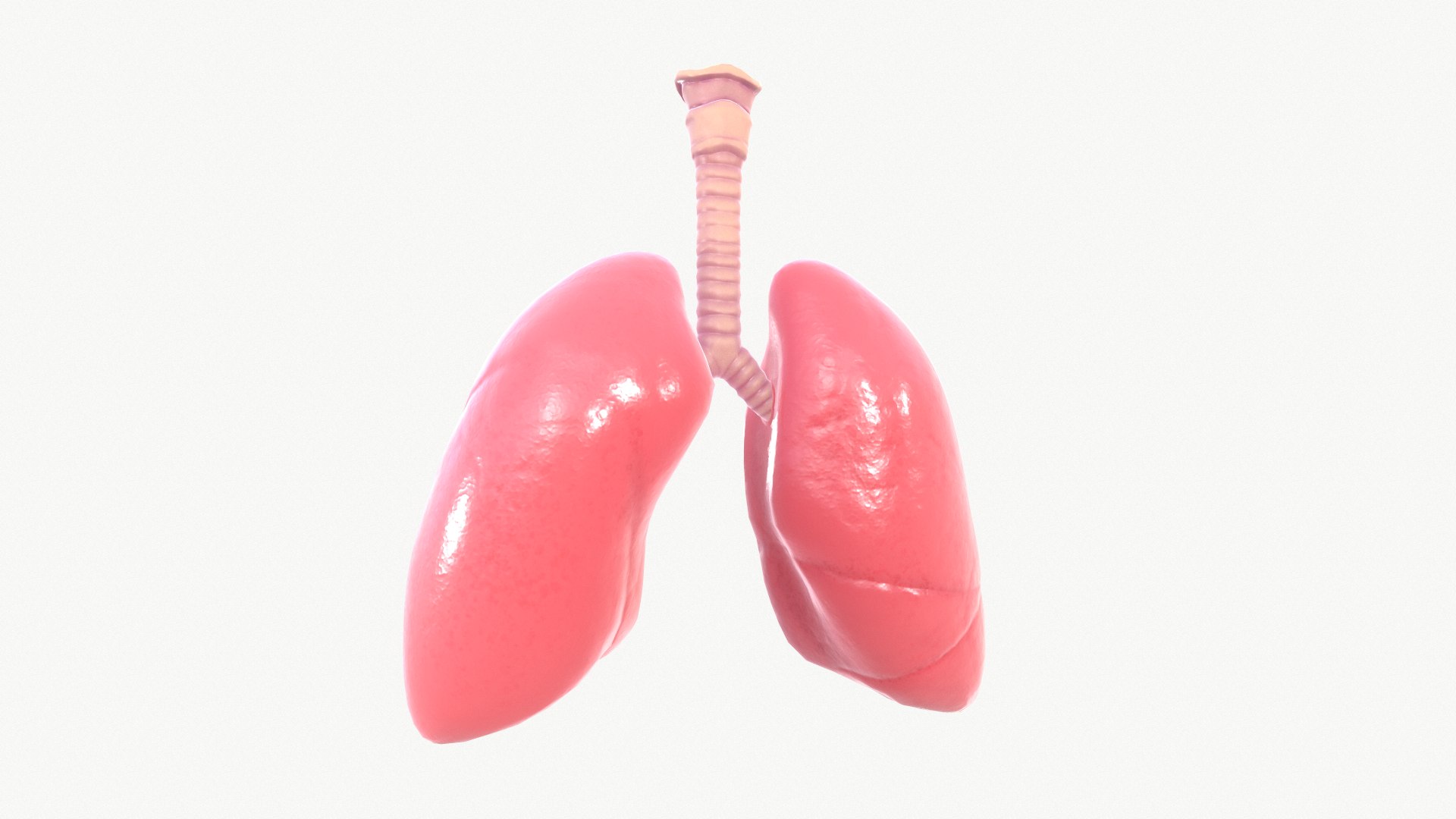 anatomy organ lungs model https://p.turbosquid.com/ts-thumb/7X/YUsytT/xN4flY4y/screenshot007/png/1579281121/1920x1080/fit_q87/2ae81a3f33753724cdcca1164d91473490054056/screenshot007.jpg