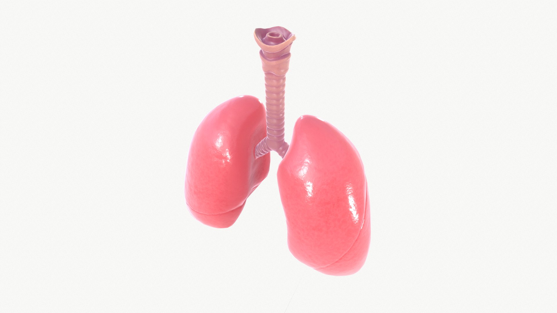 anatomy organ lungs model https://p.turbosquid.com/ts-thumb/7X/YUsytT/xmJouwzT/screenshot004/png/1579281121/1920x1080/fit_q87/5eaec2c52b21416f83b5de4f546444ad1bf065e7/screenshot004.jpg